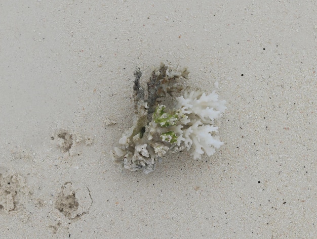 coral subaquático na areia branca na praia