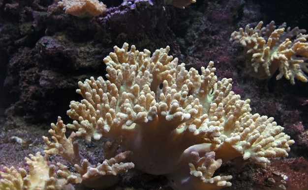 el coral