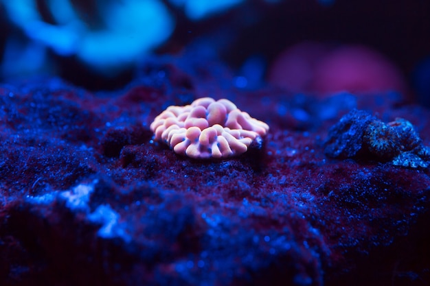 Corales en un acuario marino.