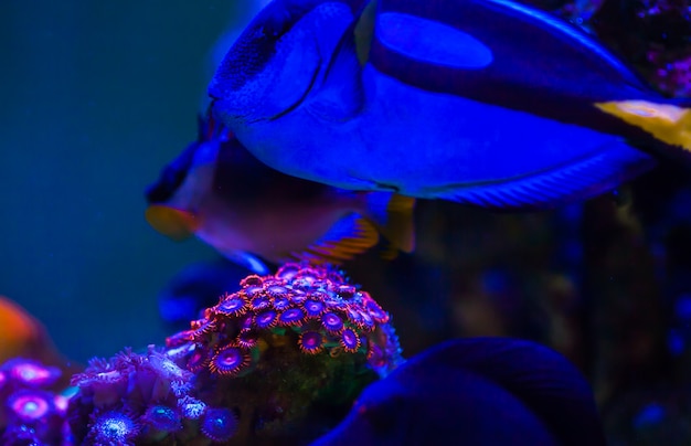 corales en el acuario marino