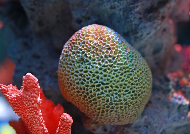 Corales en acuario