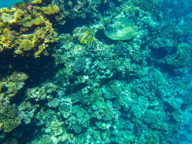 Corales bajo el agua. egipto vida submarina del mar rojo.