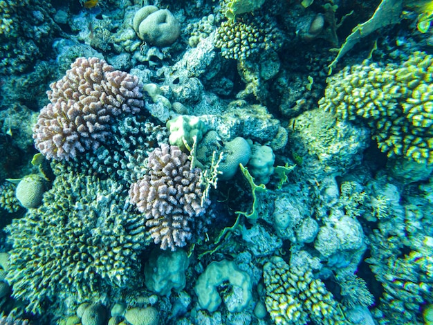 Corales bajo el agua. egipto vida submarina del mar rojo.