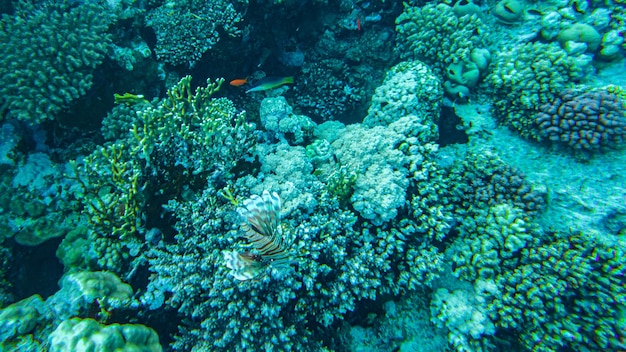 Corales bajo el agua. egipto vida submarina del mar rojo.