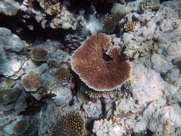 Los corales bajo el agua durante el esnórquel en la Gran Barrera de Coral, Australia