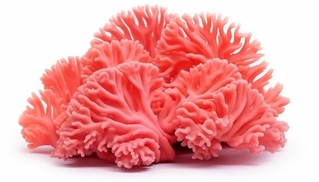 Los corales aislados