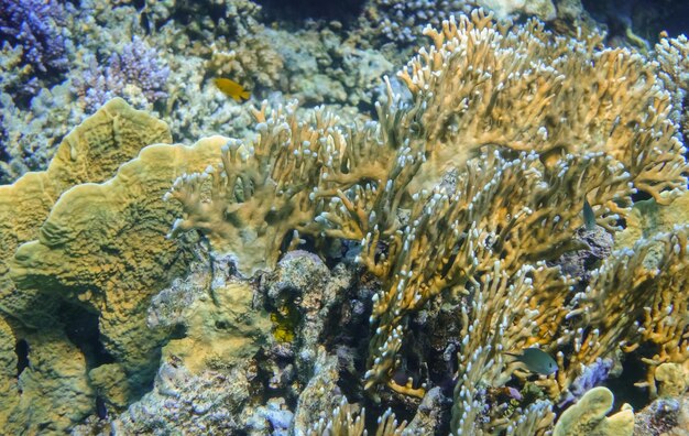 Corales amarillos en el arrecife en marsa alam egipto vista detallada