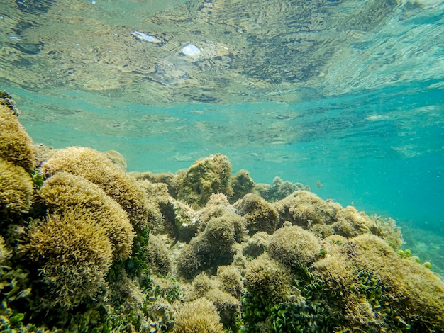 Corales de arrecife en las piscinas naturales de las playas del noreste de Brasil.