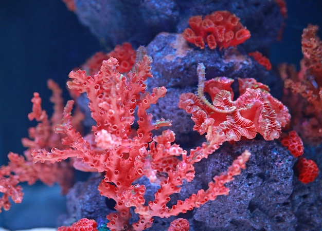 Corales con caballito de mar en acuario.