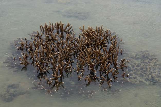 Los corales crecen cerca de una isla que queda fuera del agua