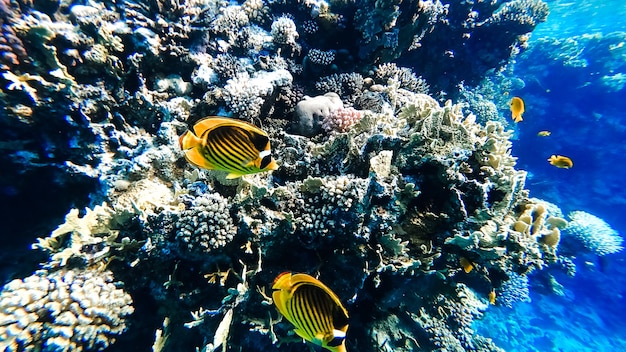 Corales marinos del mar rojo, cerca de los cuales nadan peces tropicales.