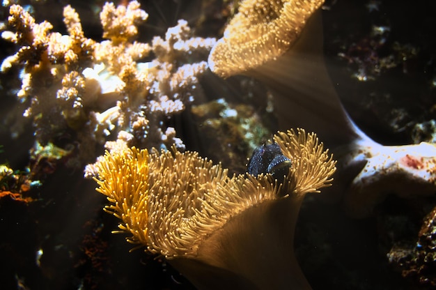 Foto corales y peces en acuario de agua salada observación del mundo submarino