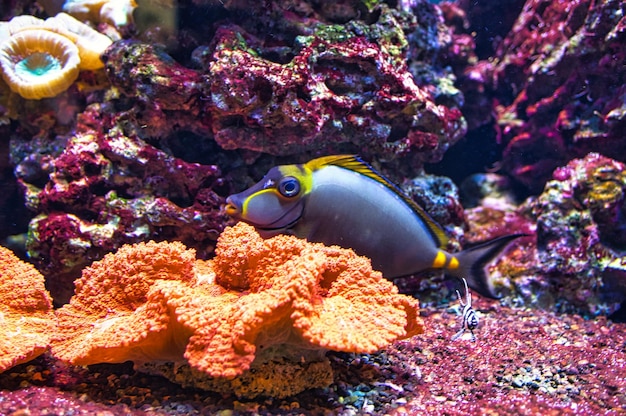 Corales y peces en acuario de agua salada Observación del mundo submarino