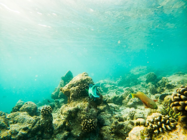 Corales y peces tropicales vida marina submarina