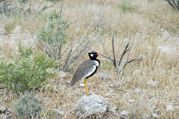 Corão negro do norte no parque nacional de Etosha