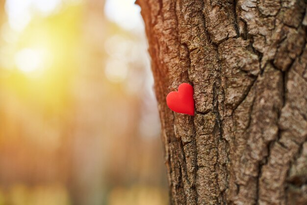 Corazón en el árbol. Símbolo de protección del medio ambiente, espacio de copia.