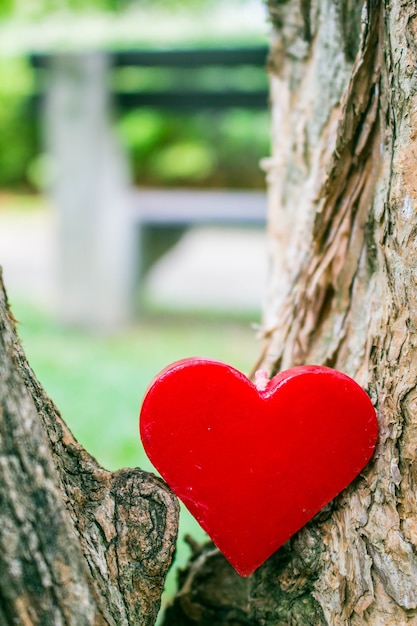 Foto corazón en el árbol