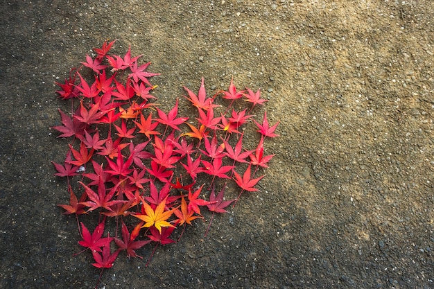 Corazón del día de San Valentín hecho de arce japonés (Momiji)