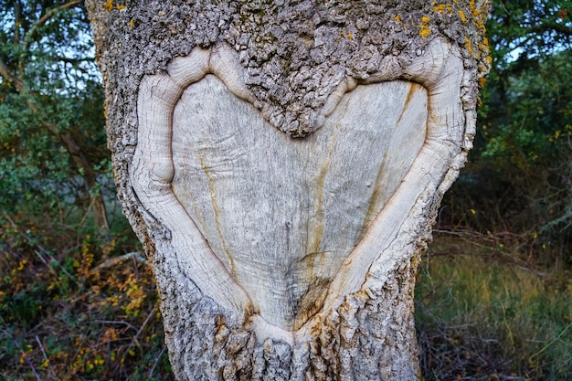 Corazón formado en la corteza del tronco de un árbol al lado de una carretera