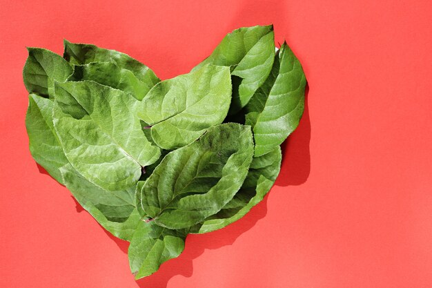 Foto corazón de grandes hojas verdes en una pared roja. concepto de ecología