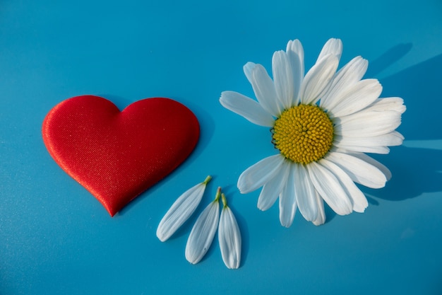 Foto el corazón está hecho de margaritas camomiles sobre fondo azul.