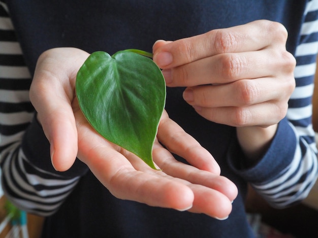 Un corazón de hoja verde. Hermosas hojas decorativas de Philodendron scandens. Sala de floricultura. Plantas de cría.