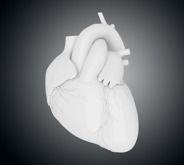 Corazón humano 3d