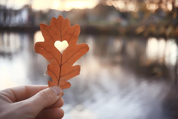 Corazón de otoño en hoja amarilla de roble / símbolo del corazón en la decoración de otoño, concepto de amor de otoño, caminar en el parque