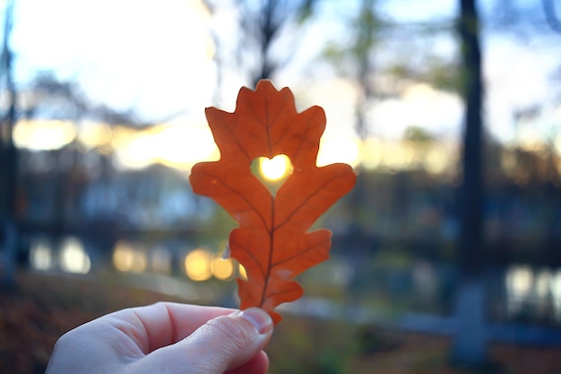Corazón de otoño en hoja amarilla de roble / símbolo del corazón en la decoración de otoño, concepto de amor de otoño, caminar en el parque