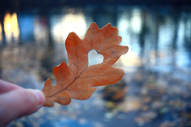 Corazón de otoño en hoja amarilla de roble / símbolo del corazón en la decoración de otoño, concepto de amor de otoño, caminar en el parque