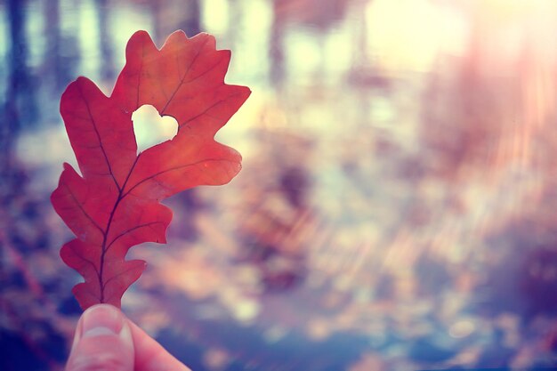 Corazón de otoño en hoja amarilla de roble / símbolo del corazón en la decoración de otoño, concepto de amor de otoño, caminar en el parque