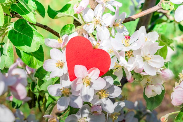 Corazón de papel rojo en rama de flor de manzana Concepto de día de San Valentín