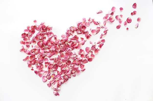 Corazón de pétalos de rosa / rosas rosadas, pétalos de marco en forma de corazón, concepto de amor