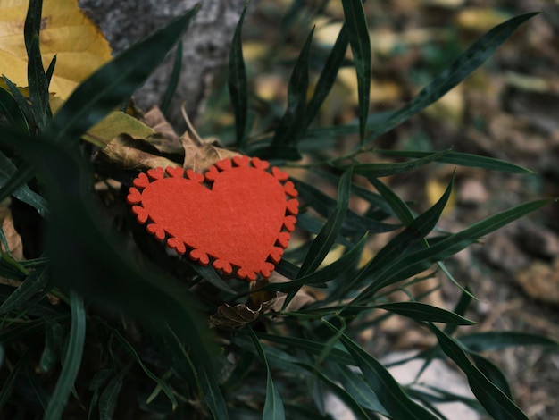 Corazón rojo decorativo entre hojas de árbolesxA