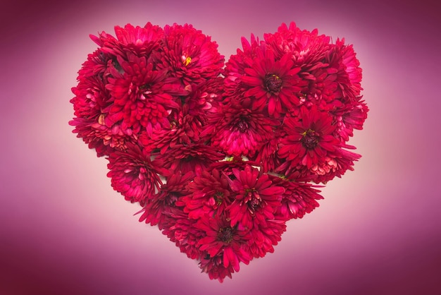 Corazón rojo de flores de crisantemo. Día de San Valentín. Amor