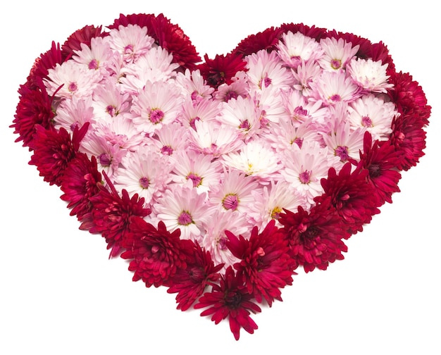 Corazón rosa de flores de crisantemo. Día de San Valentín. Amor