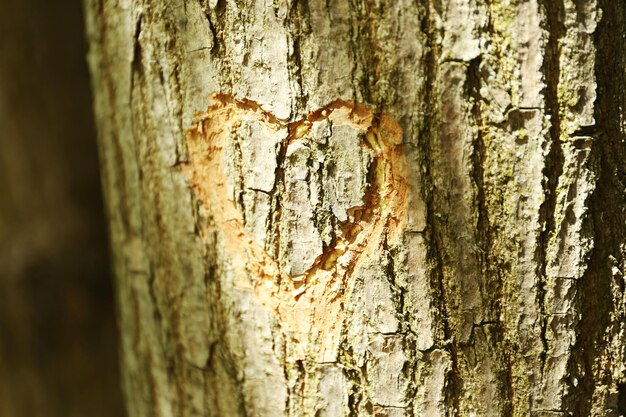 Corazón tallado en el árbol de cerca