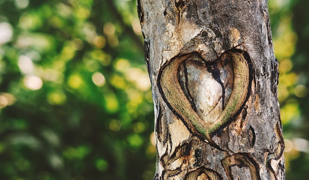 Un corazón tallado en el árbol