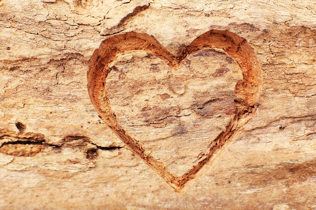 Corazón tallado en corteza de árbol