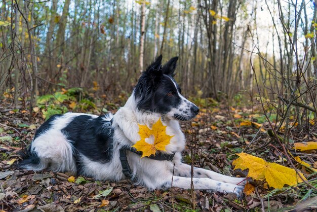 Un corazón tallado en una hoja de arce amarilla cuelga del pecho del perro.