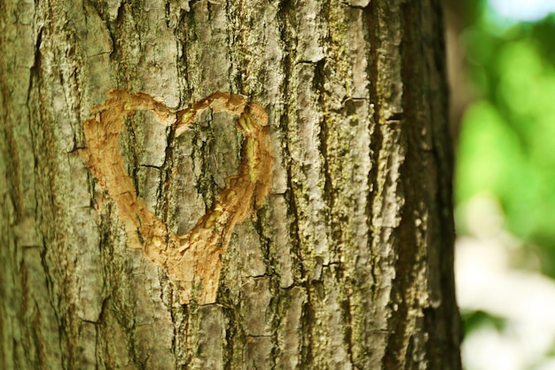 Corazón tallado en primer plano de árbol