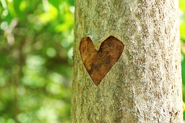 Corazón tallado en primer plano de árbol