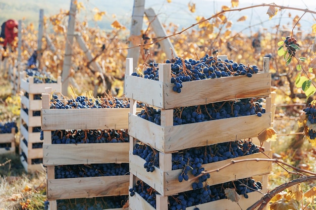 En el corazón de la viña una caja solitaria muestra la generosidad de las uvas negras maduras intocadas por