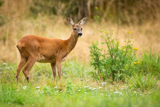 Corça alerta dos cervos de ovas observando no prado verde do verão com wildflowers de florescência.