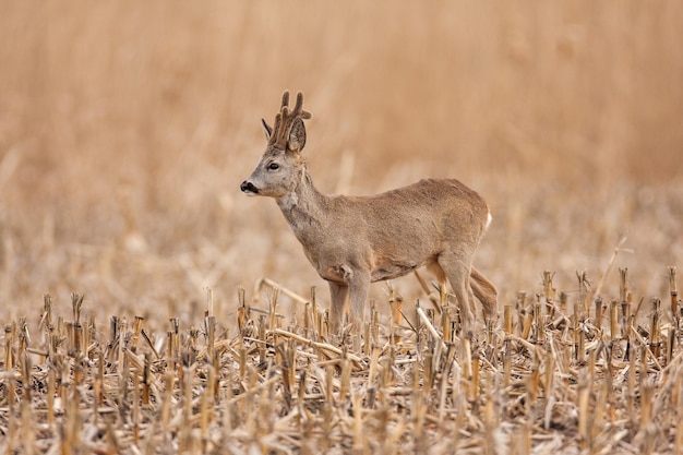 Corça buck com chifres crescentes cobertos de veludo em um campo de restolho de milho