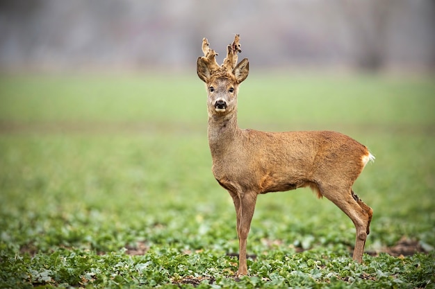 Corça buck com grandes chifres