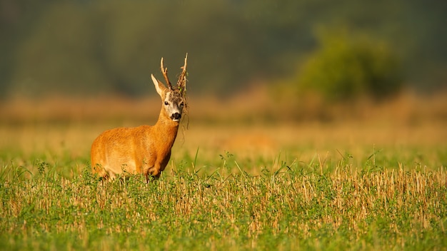 Corça buck com planta em chifres no campo com espaço de cópia