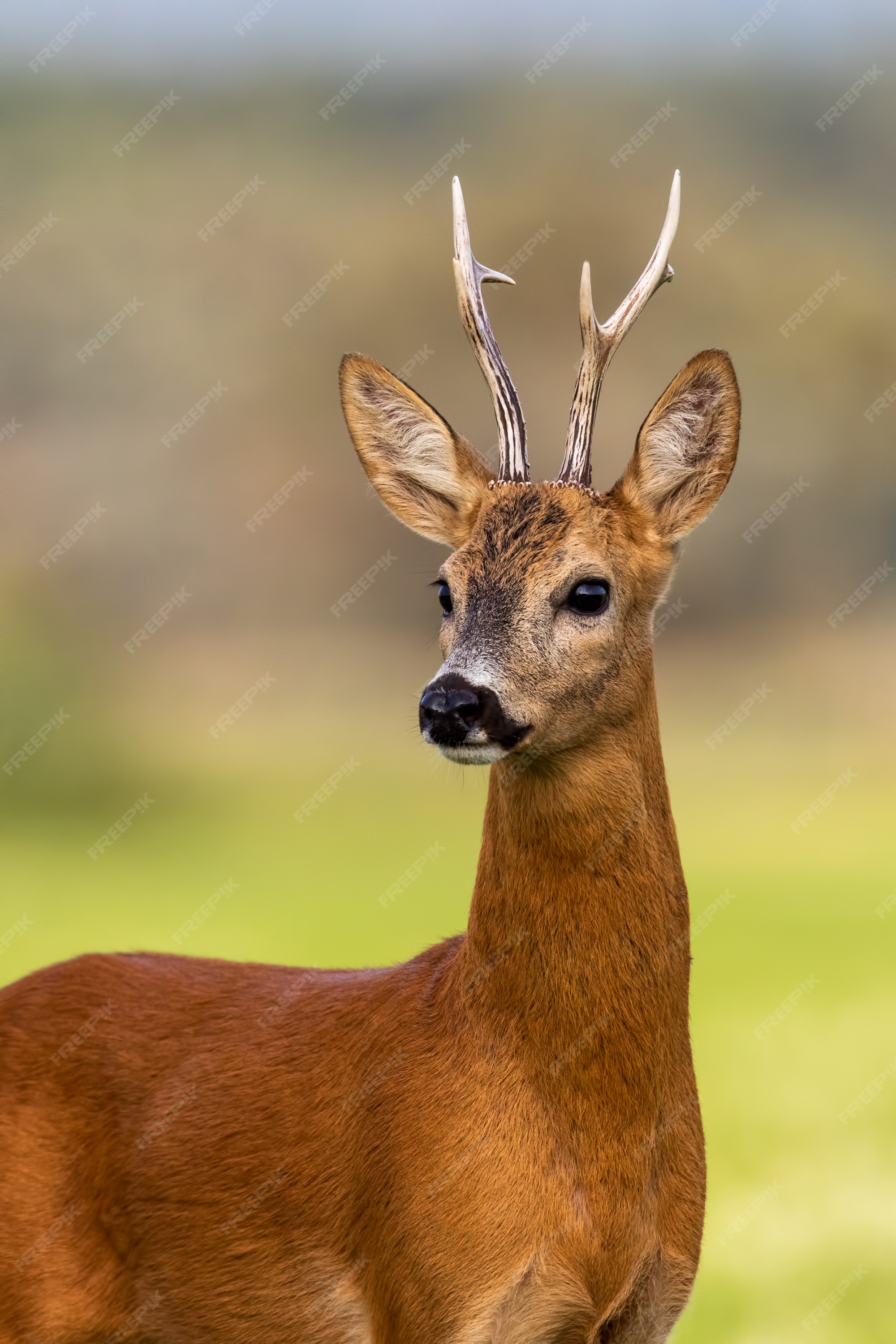 Cabeça de corça selvagem corça macho buck fundo natural