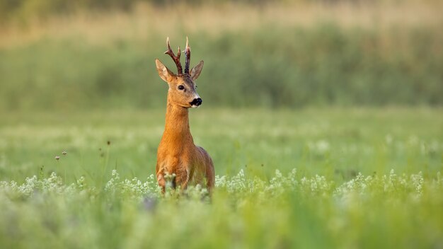 Corça buck em um prado verde no verão