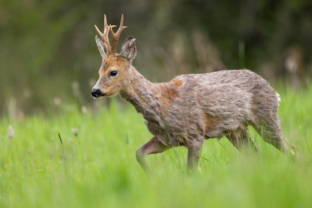 Corça buck perdendo pele do revestimento de inverno em um prado verde na natureza da primavera